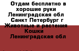 Отдам бесплатно в хорошие руки - Ленинградская обл., Санкт-Петербург г. Животные и растения » Кошки   . Ленинградская обл.